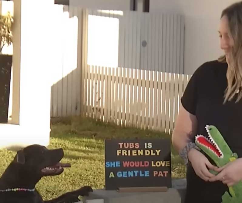 staffie just wants to be pet owner puts up a sign