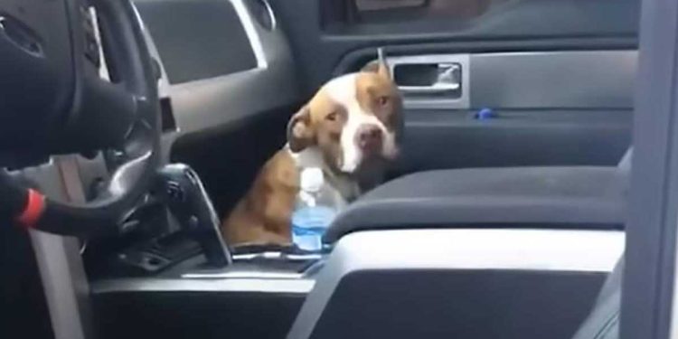 stray dog gets into couple car and refuses to get out