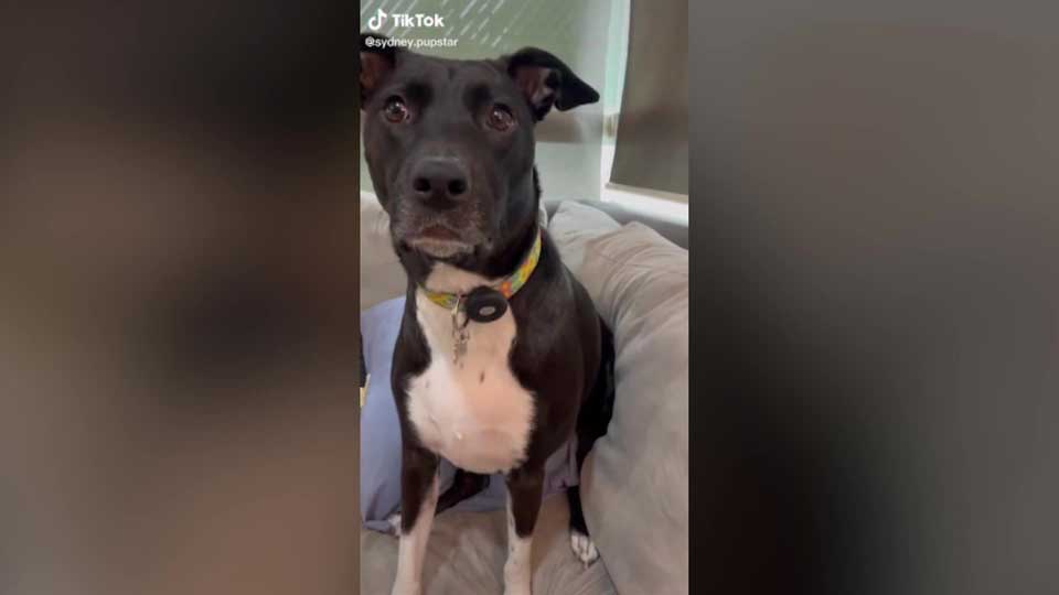 sydney touching reaction dog learns been adopted