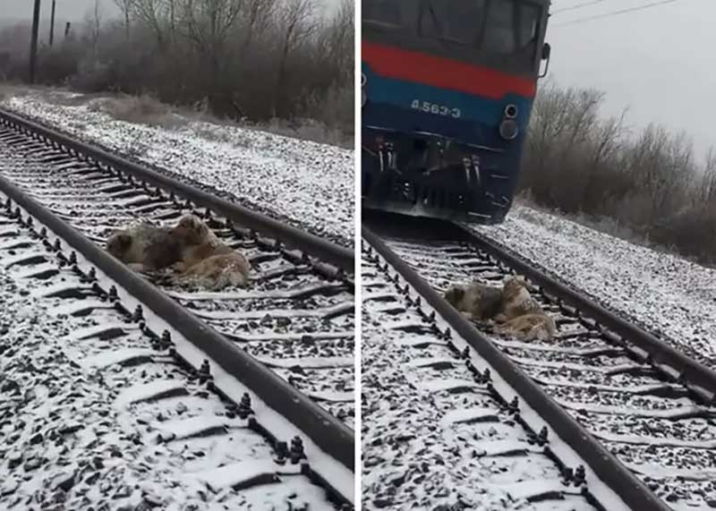 this brave dog risks his life to protect his injured companion on the train tracks