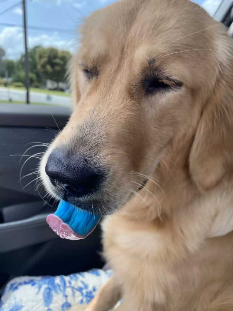 woman discovers dog tongue completely blue