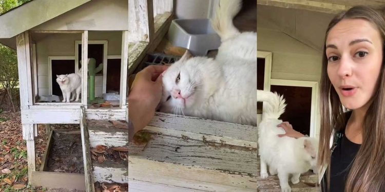 woman moves new home finds cutest tenants