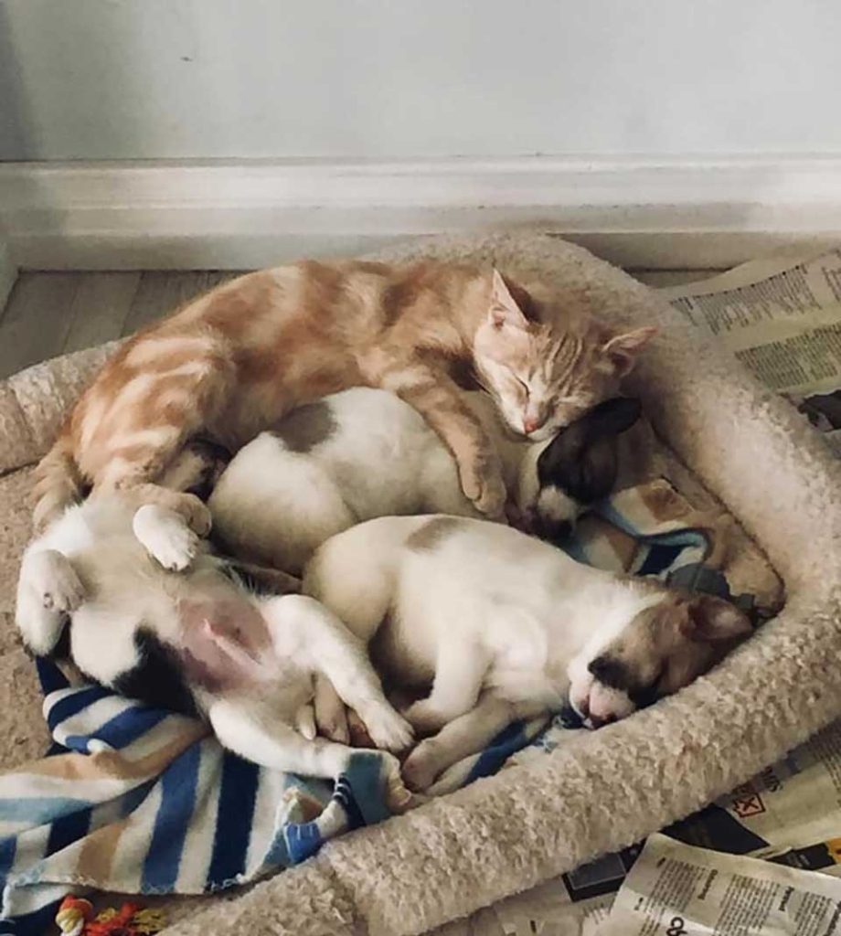 cat who lost her kittens adopted a litter of puppies