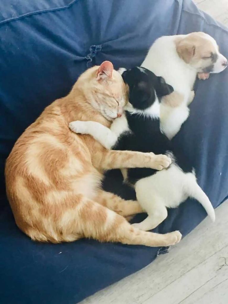 cat who lost her kittens adopted a litter of puppies