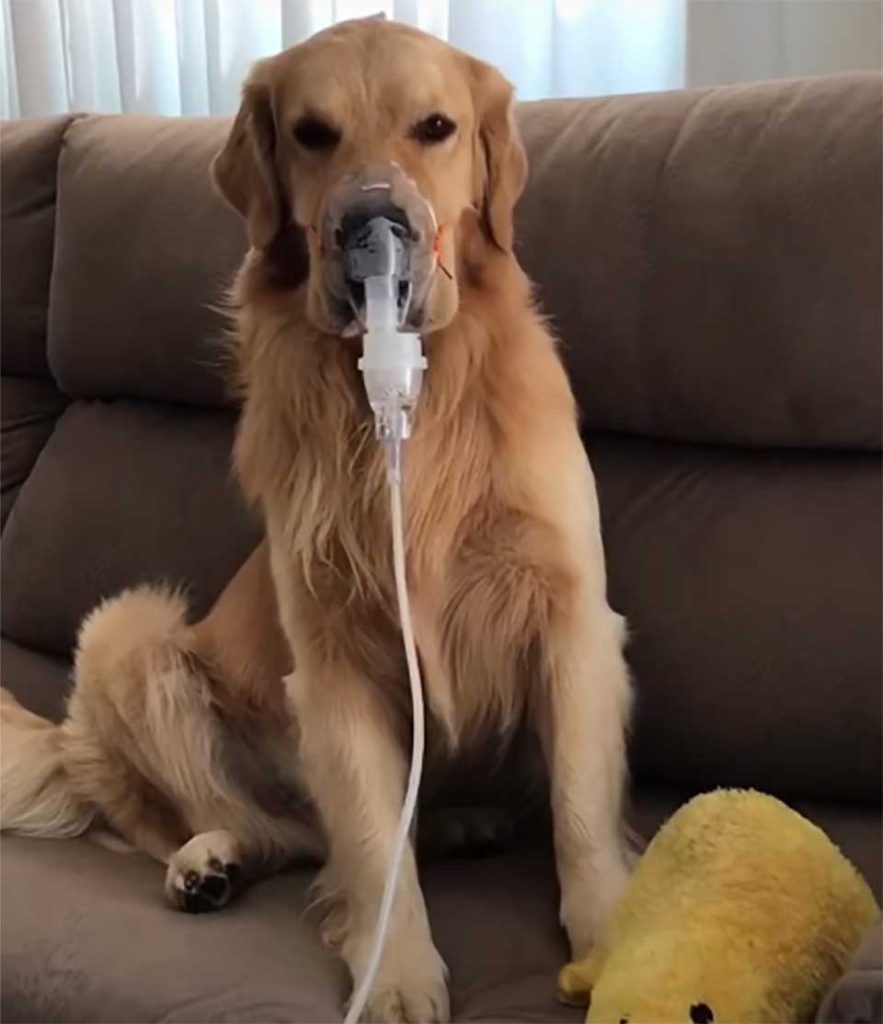 dog has asthma requires multiple sprays duck with him fine