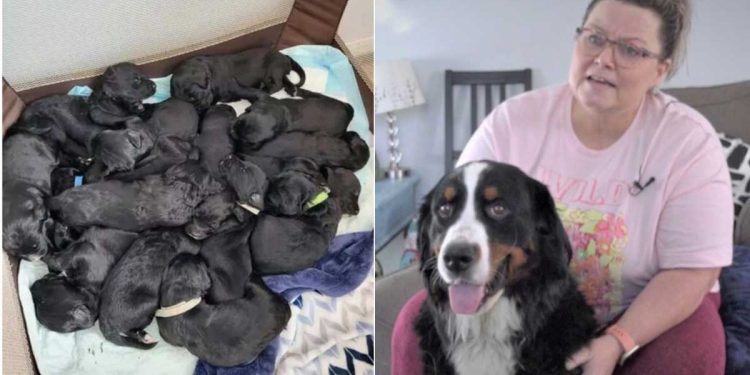 dog owner maternity leave manage mega litter newborns