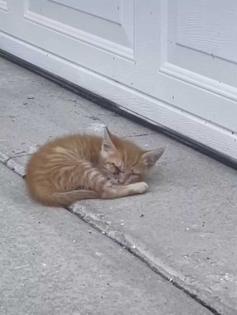 man finds abandoned kitten warm floor realizes different