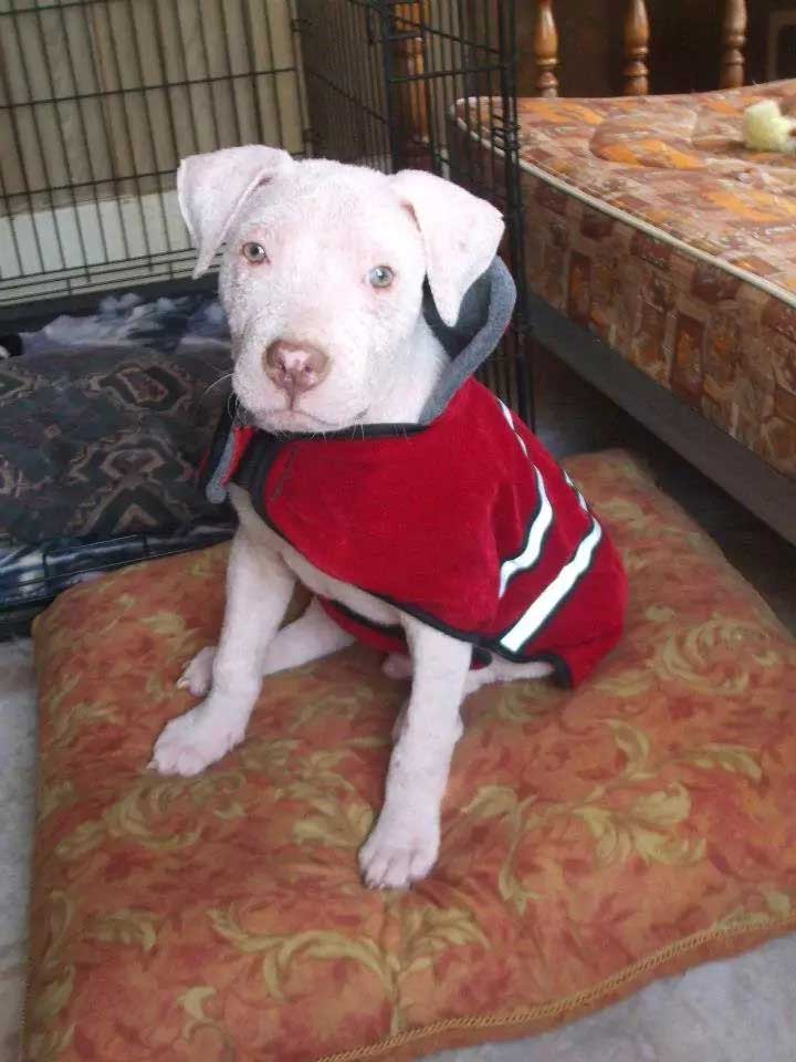 man rescued pit bull pup returns shelter adopt him