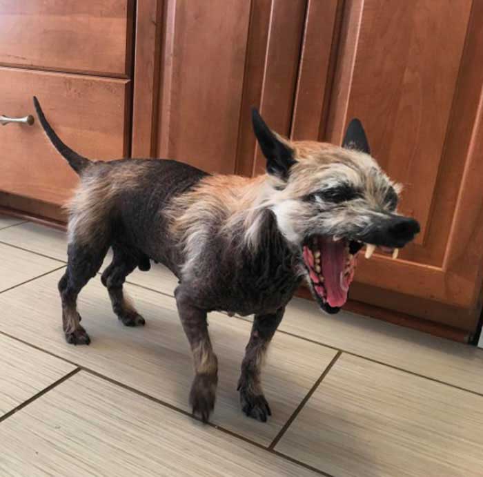 old hairless dog country road asks help