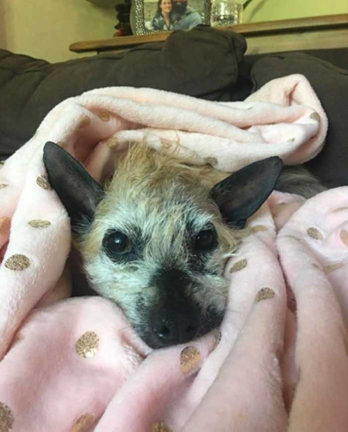 old hairless dog country road asks help