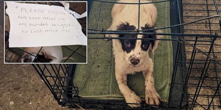 puppy with deformed leg abandoned crate heartbreaking note