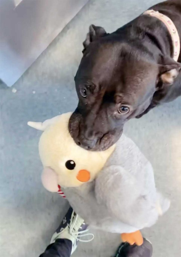 shelter oldest pit bull clings to toys while waiting for a home