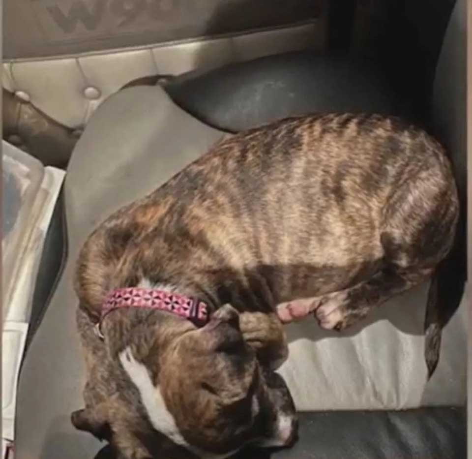 truck driver rewarded rescuing abandoned dog highway
