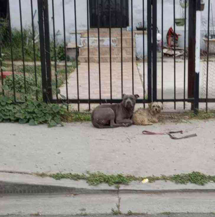 two abandoned dogs kept together by snuggling in the street