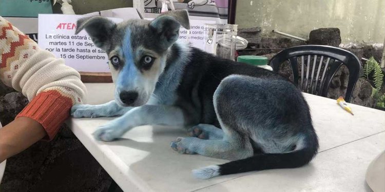 doctors had never seen a blue dog before
