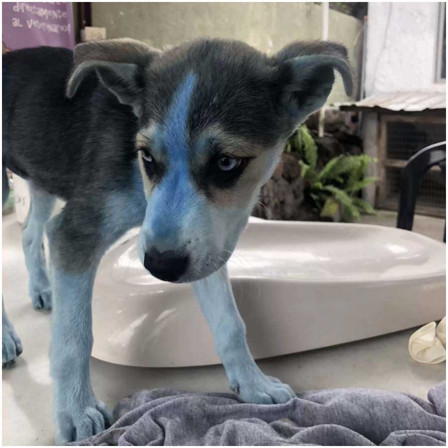 doctors had never seen a blue dog before
