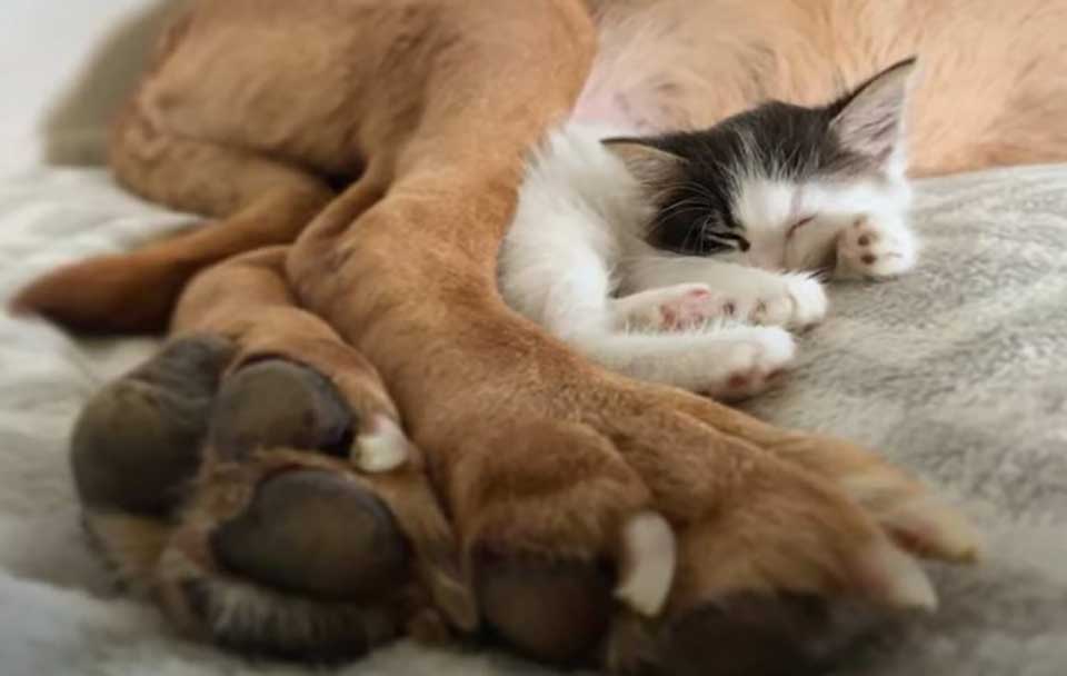 135-pound Mastiff obsessed little kitten