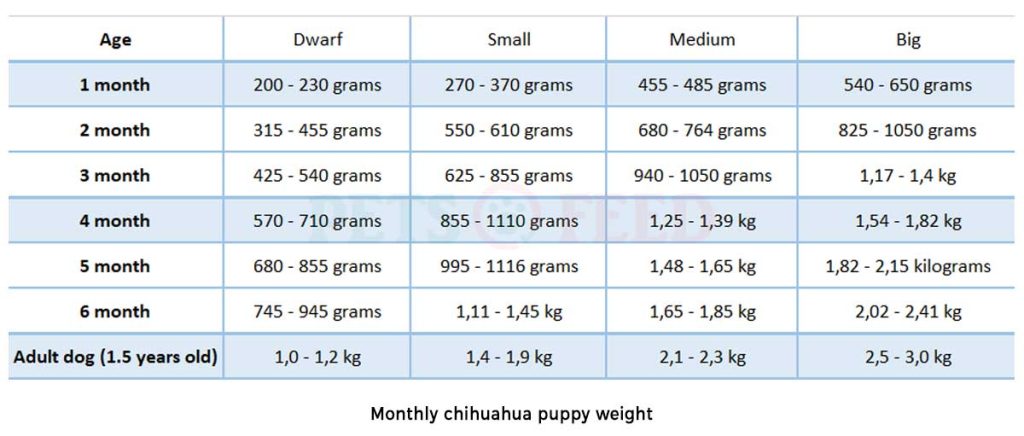 Monthly-chihuahua-puppy-weight