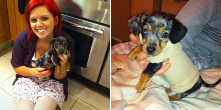 She was sure she had bought a miniature dachshund