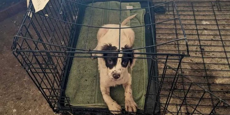 Two abandoned dogs cage with note