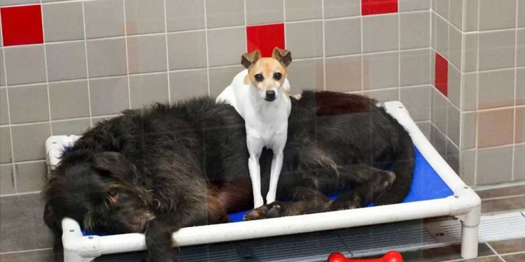 Two dogs can t stop cuddling in the shelter