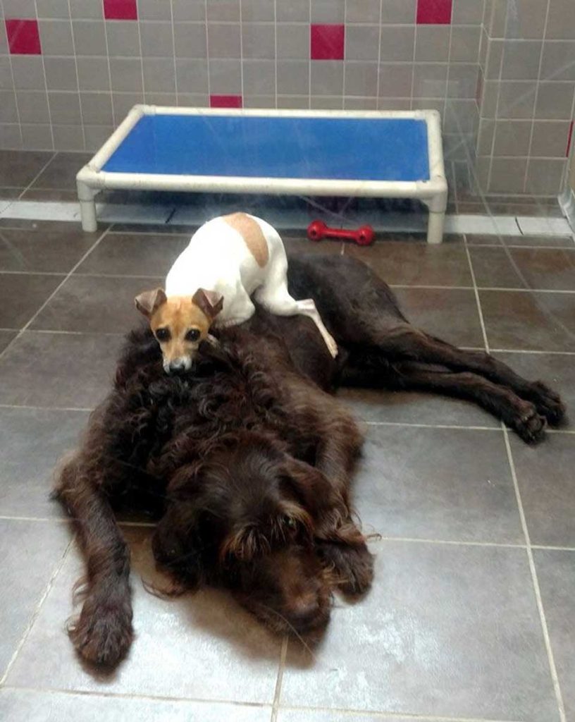 Two dogs can t stop cuddling in the shelter