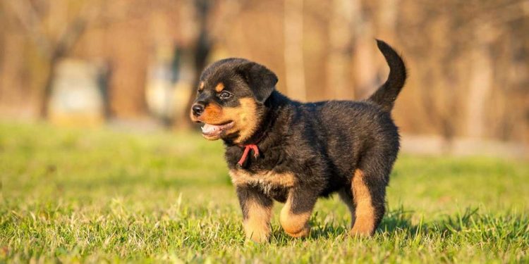 Weight and height of a Rottweiler puppy by month