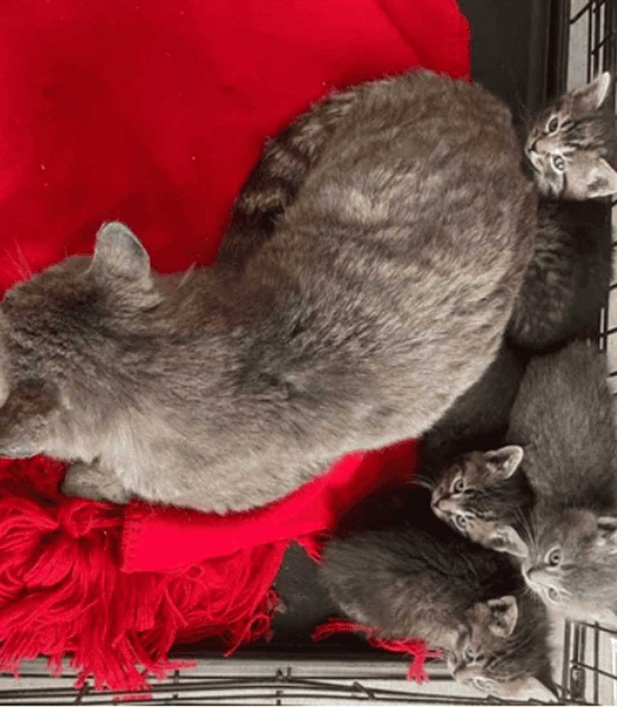 a cat found with kittens