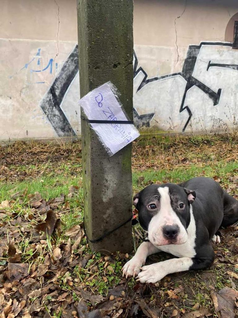 abandoned dog notes two words