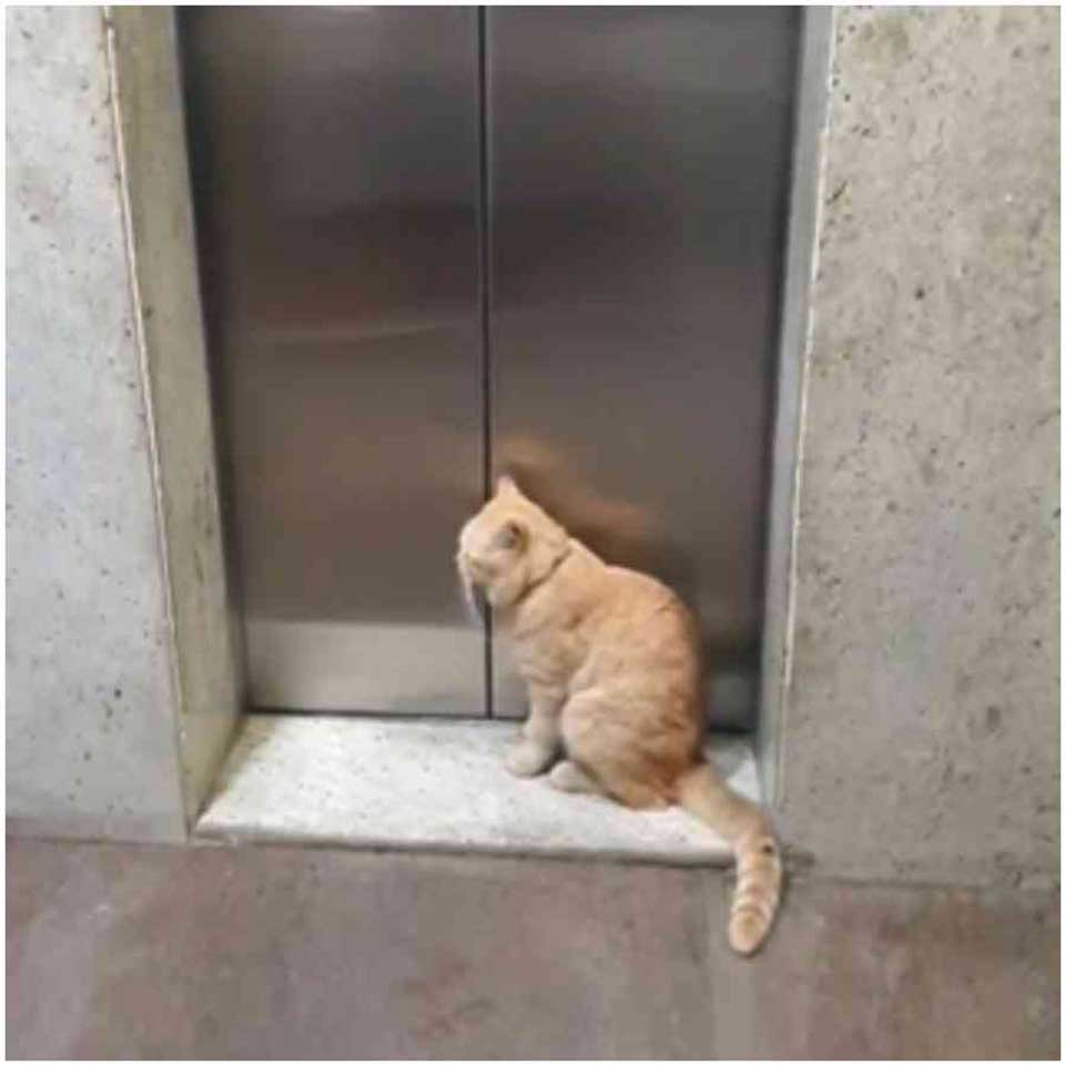almost blind cat building takes elevator