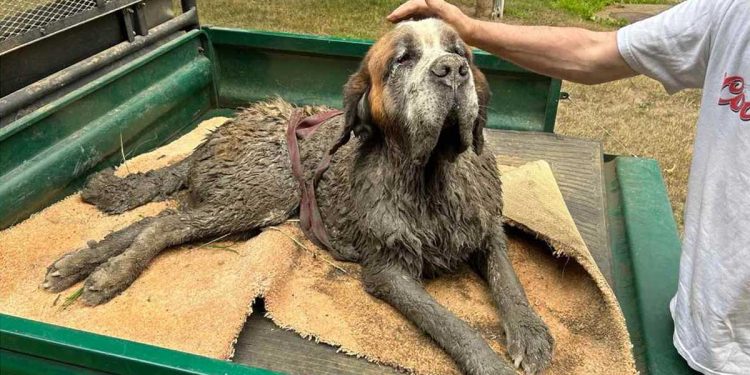 bachelor party unexpected turn dog mud