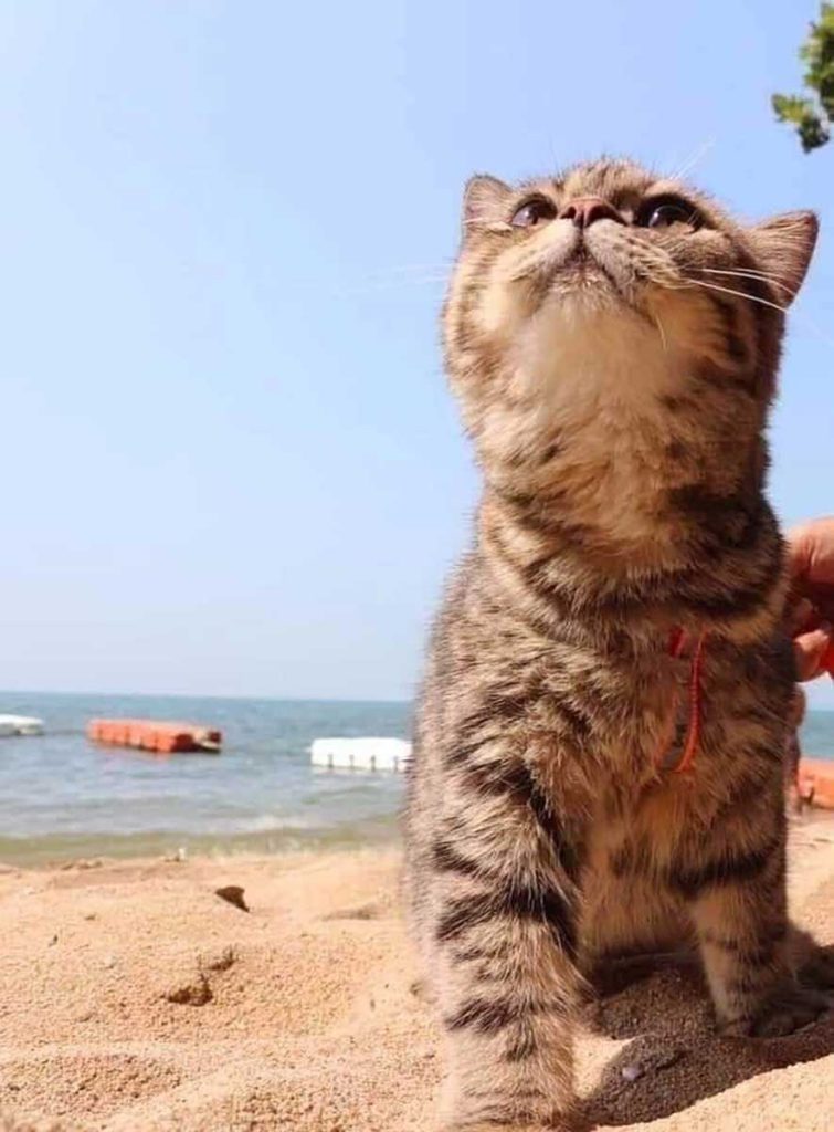 cat can t stop smiling first visit beach