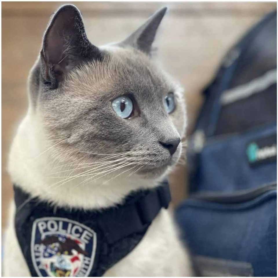 cat officer Fuzz