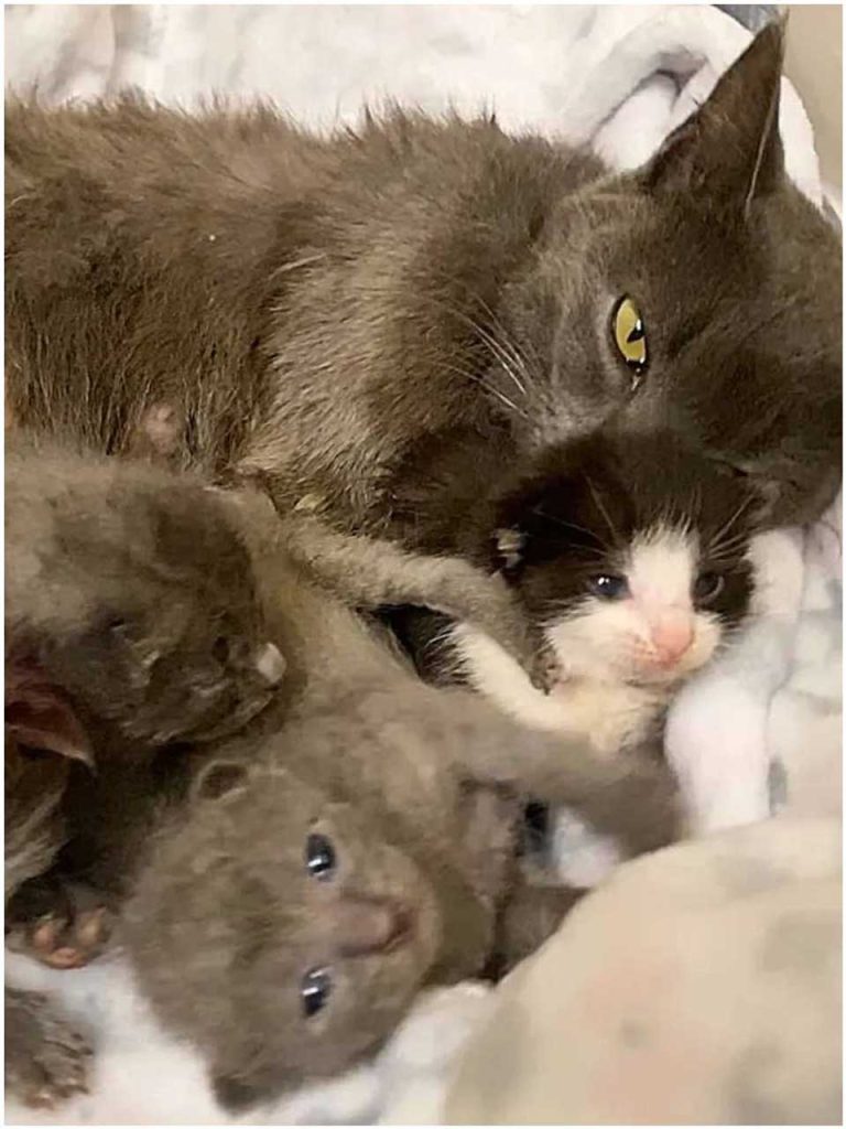 cat shelter need help kittens