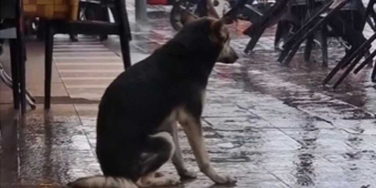dog lived on the street changed life