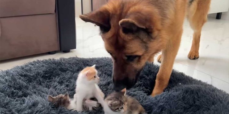 german shepherd shocked tiny kittens bed