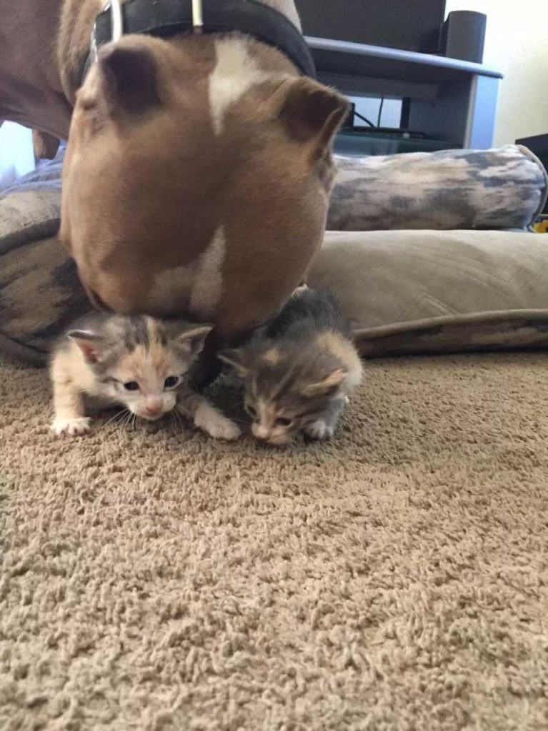 owners pitbull custody kittens