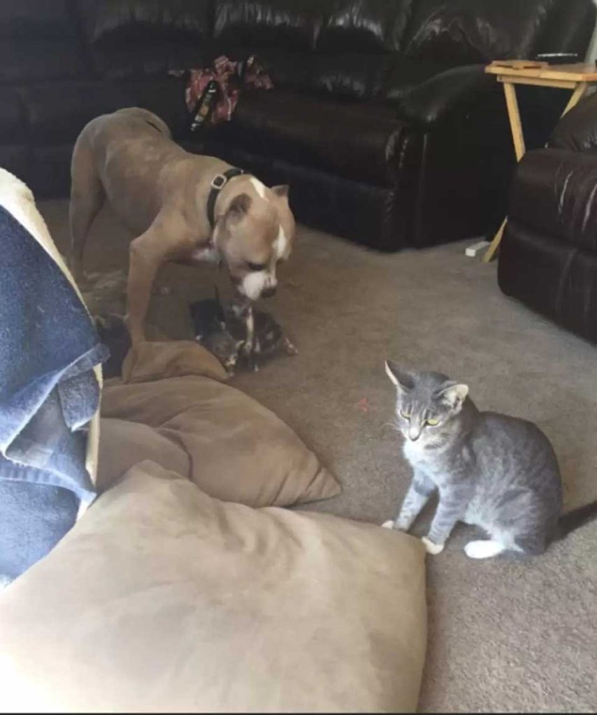 owners pitbull custody kittens