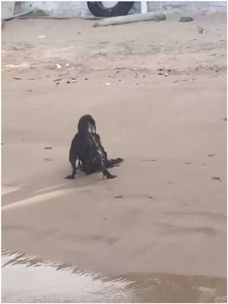 paranormal creature seen resting on beach