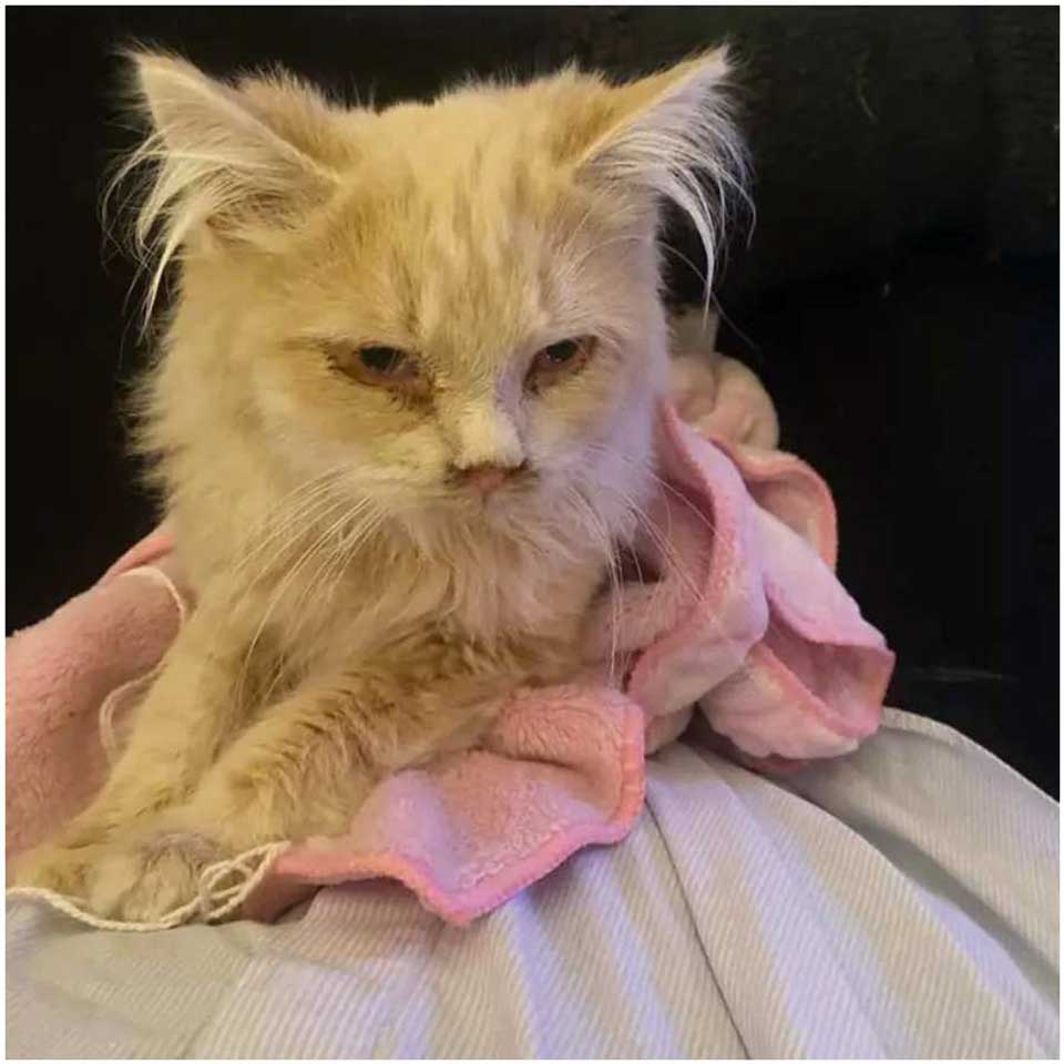 rescued cat suffered from a rare disease