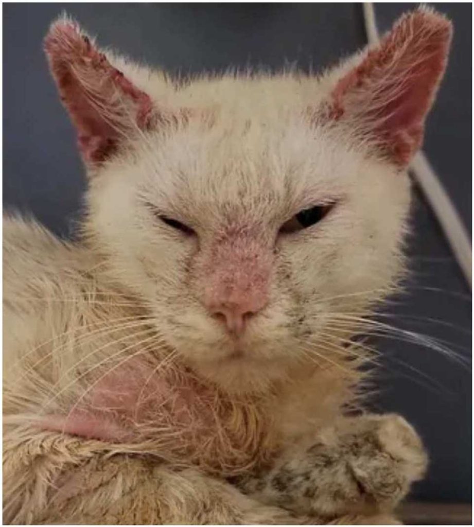 rescued dirty sick cat unique eyes beautiful fur