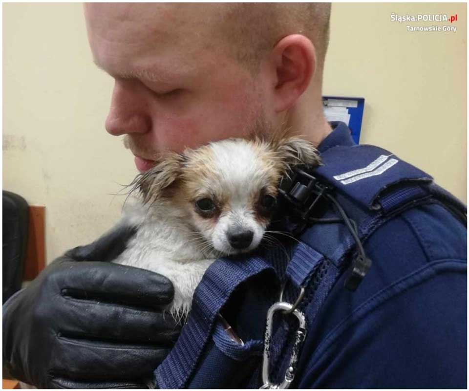 small dog thanked the policeman for saving him