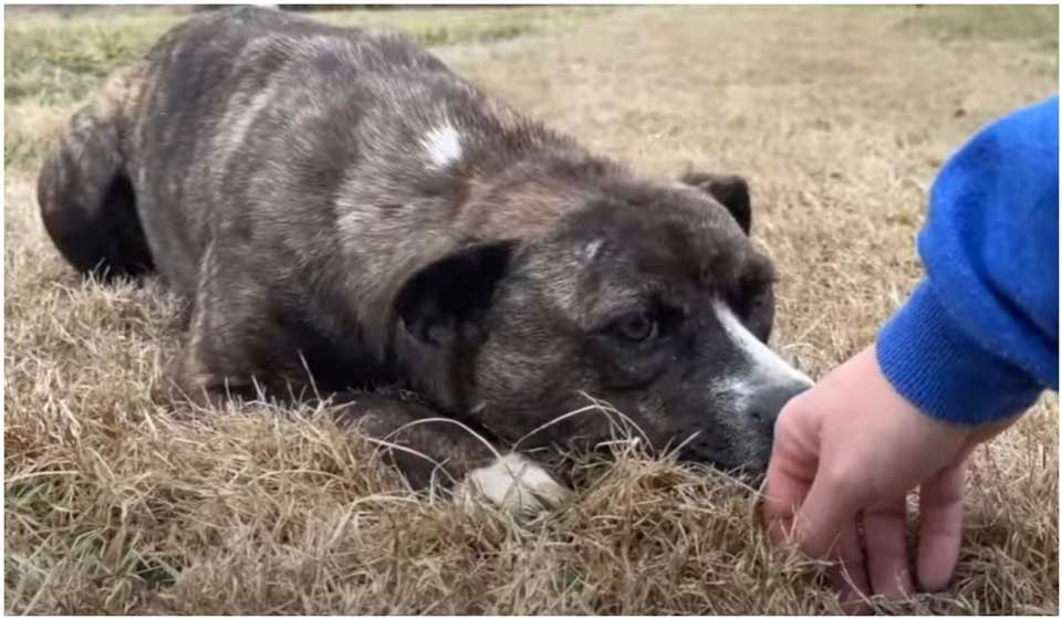 stranger rescues stray dog thanked