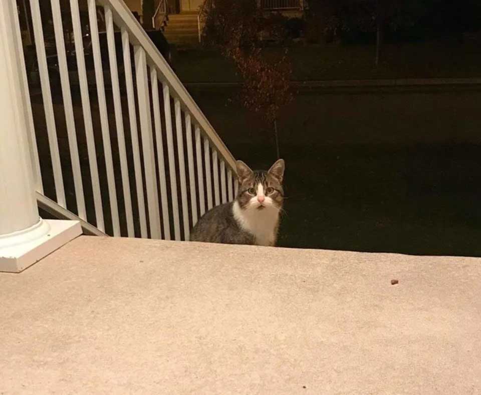 stray cat gathers courage waits stranger door