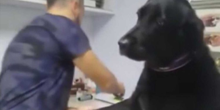 veterinarian draw blood Labrador reaction
