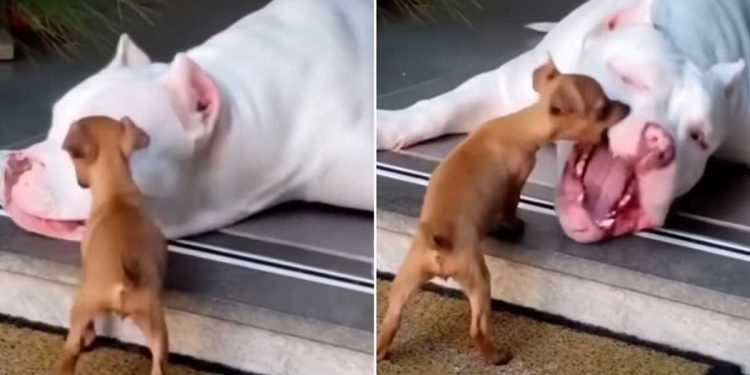 viral little playful puppy attacks big pitbull