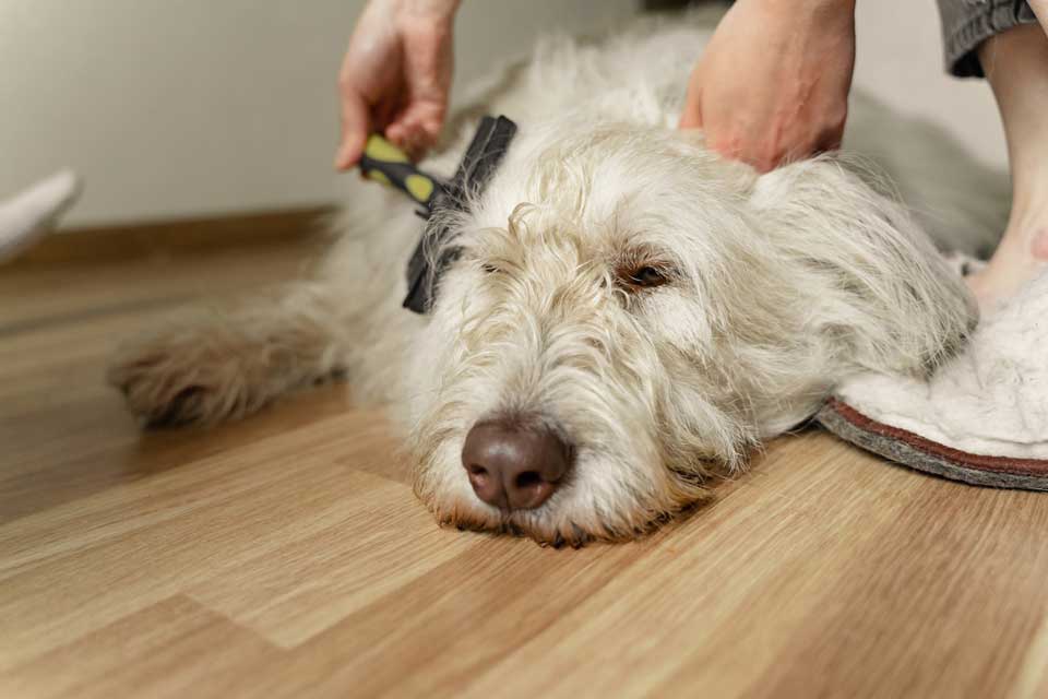 what to do dog hair brushing