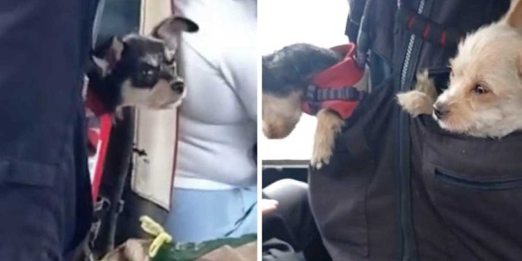 bus driver dogs his pockets