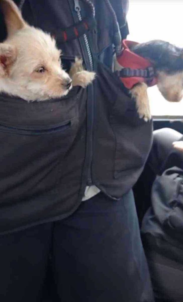 bus driver dogs his pockets