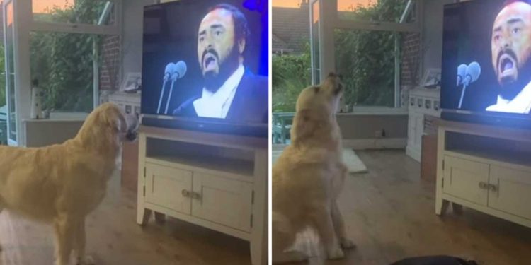 dog Hugo Luciano Pavarotti